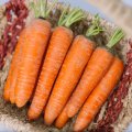 Fresh Carrot