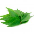 Frozen Curry Leaf