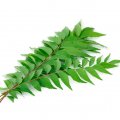 Frozen Curry Leaf
