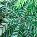 Frozen Curry Leaf