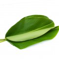 Frozen Dong Leaf