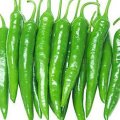 Fresh Chilli