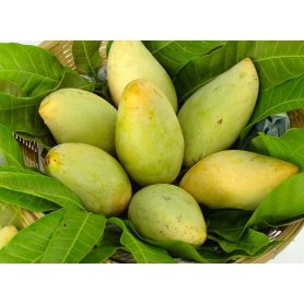 Fresh Mango
