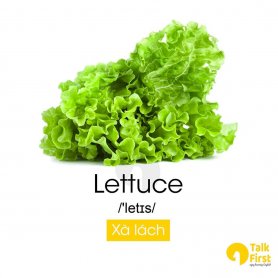 Fresh Lettuce