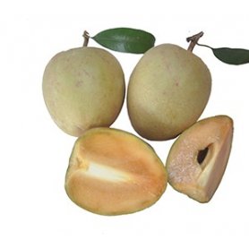 Fresh Sapodilla