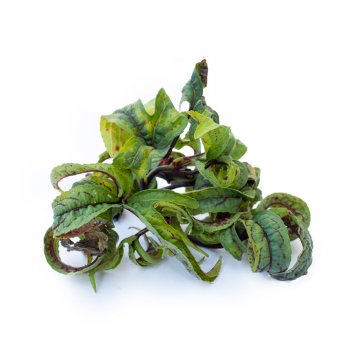 Frozen Roselle Leaf