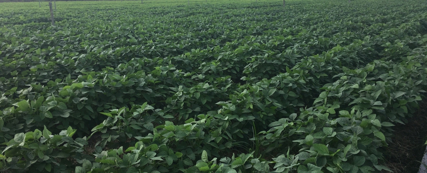 Edamame Field